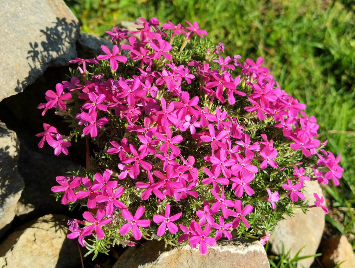 Phlox douglasii 'Ochsenblut' photo
